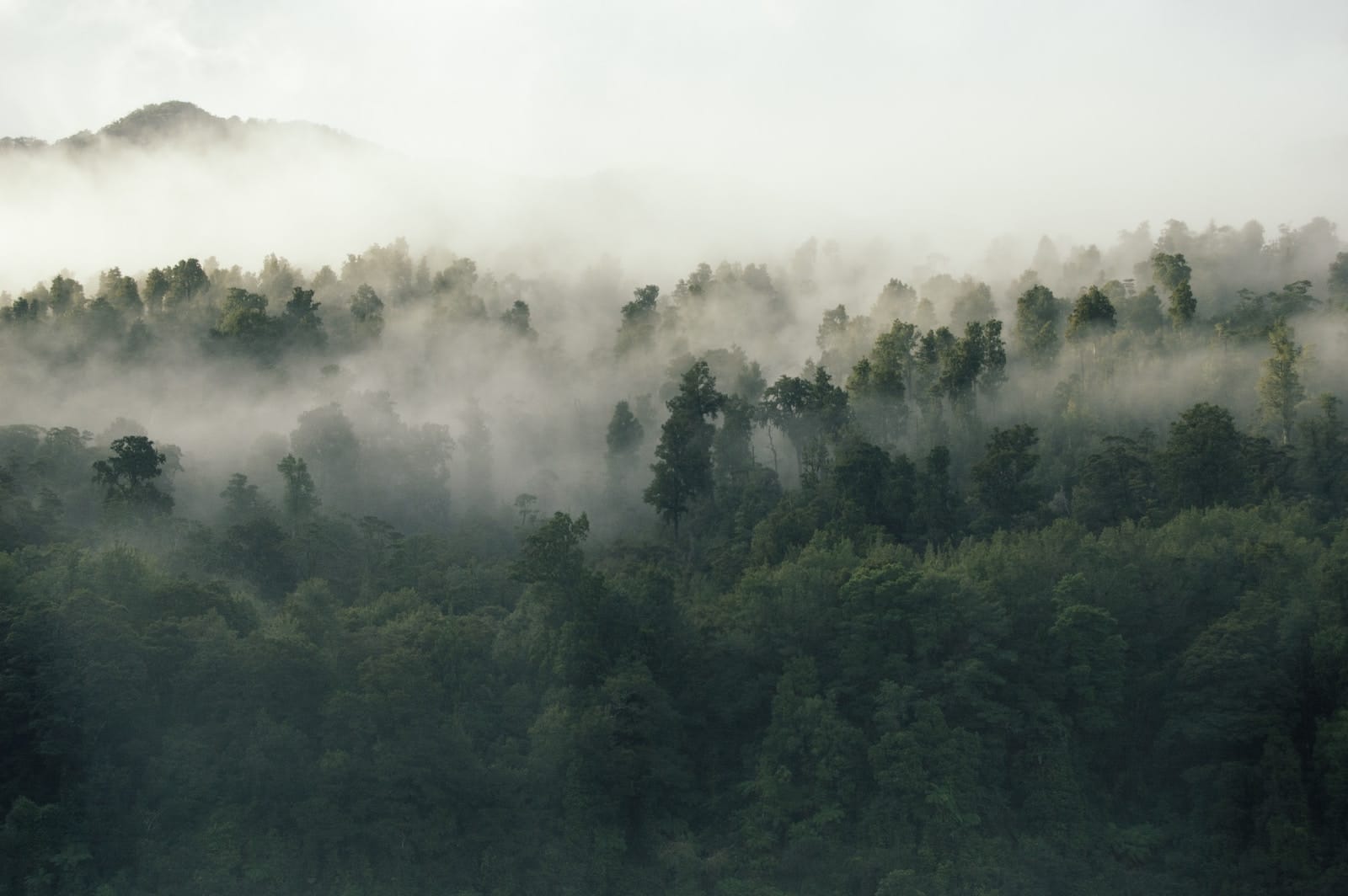 Tree fog background